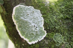 Cryptothecia striata