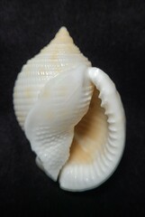 Semicassis granulata