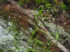 Campanula divaricata