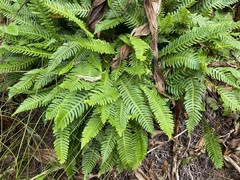 Struthiopteris spicant