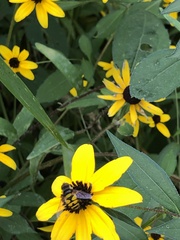 Eristalis transversa