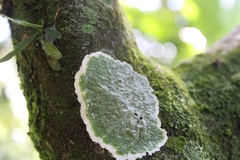 Cryptothecia striata