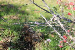 Olsynium scirpoideum