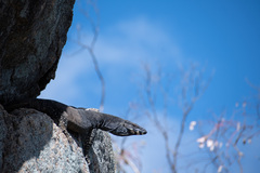 Varanus varius
