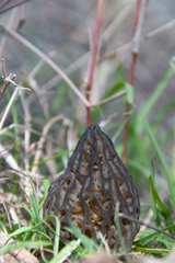 Morchella