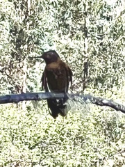 Aglaeactis cupripennis