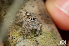 Phidippus richmani