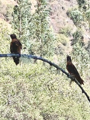 Aglaeactis cupripennis