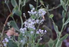 Murgantia histrionica