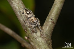Phidippus richmani