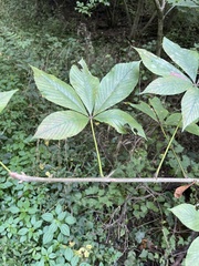 Aesculus glabra