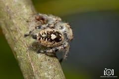 Phidippus richmani