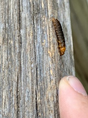 Monocesta coryli