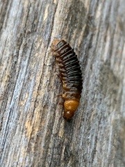 Monocesta coryli