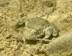 Rana boylii