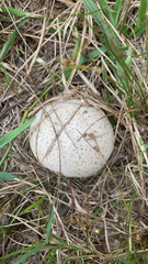 Calvatia