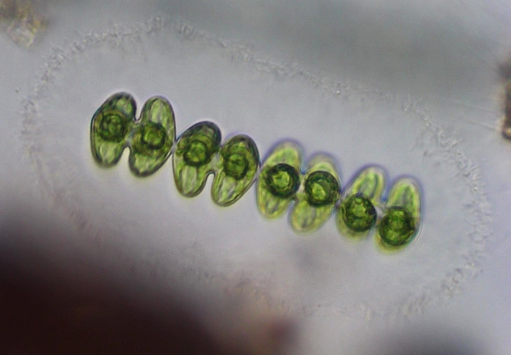 Spondylosium luetkemuelleri