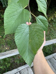 Morus rubra