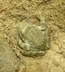 Rana boylii