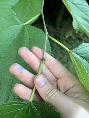 Morus rubra