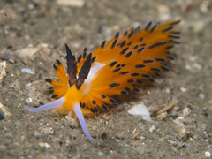 Favorinus tsuruganus