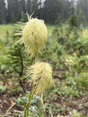 Pulsatilla occidentalis
