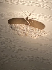 Melanolophia signataria