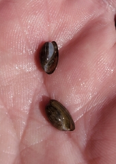 Bulla occidentalis
