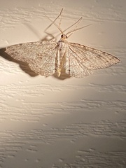 Melanolophia signataria