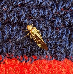 Cerastipsocus venosus