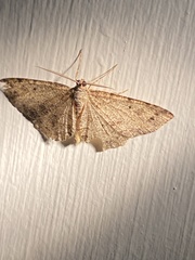 Melanolophia signataria