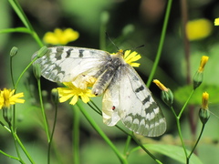 Parnassius clodius