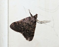 Aglossa pinguinalis