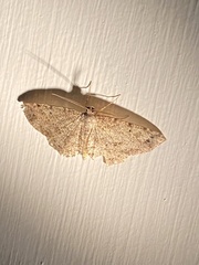 Melanolophia signataria