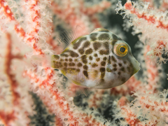 Paraluteres prionurus