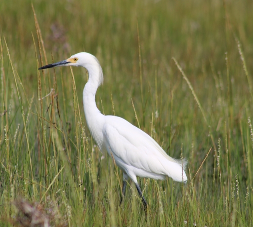 Snowy Egret photographed in Rhode Island