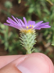 Dieteria asteroides