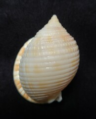 Semicassis granulata