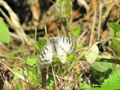 Parnassius clodius