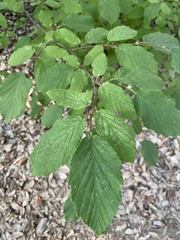 Corylus cornuta