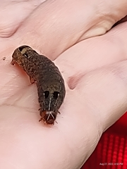 Spodoptera dolichos