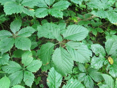 Parthenocissus inserta