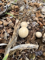 Apioperdon pyriforme