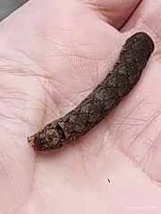 Spodoptera dolichos