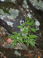 Campanula divaricata