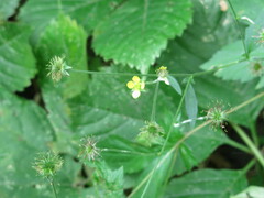 Geum × catlingii