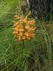 Platanthera ciliaris