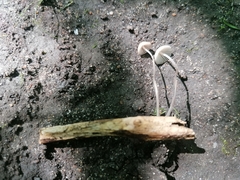 Mycena subcaerulea