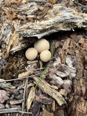 Apioperdon pyriforme