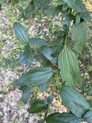 Ceanothus thyrsiflorus
